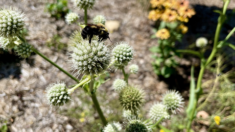 Forgotten Medicinal Herbs