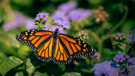 Monarchs Need More Than Milkweed