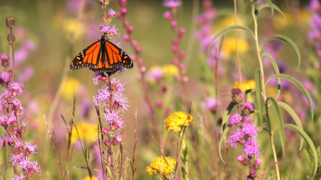 How to Create a Pocket Meadow: A Small-Space Guide to Native Planting