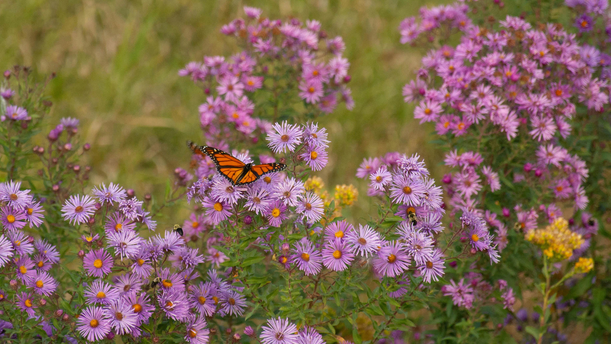 Late-Blooming Asters for Sunny Beds, Shady Edges and Wet Spots
