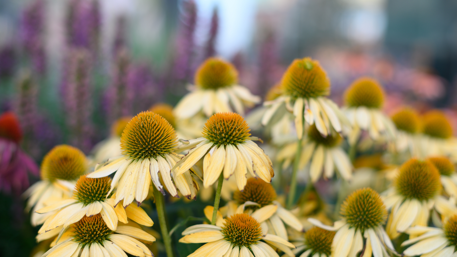 Gardening Through Summer Dry Spells