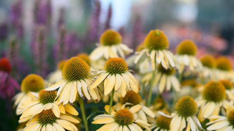 Gardening Through Summer Dry Spells