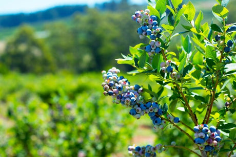 A Berry Easy Guide to Growing and Caring for Blueberries