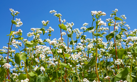 Cover Crops for Summer Gardens