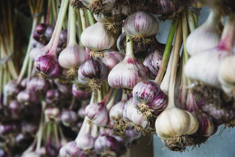 How to Harvest & Cure Garlic + Seed Garlic Varieties for Preorder