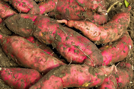 Vibrant organically grown sweet potatoes 