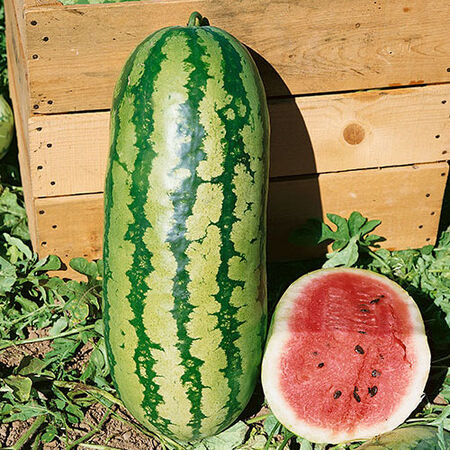 How to Grow Watermelons