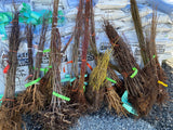 All Spring Bare Roots