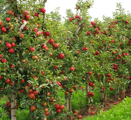 Dwarf Fruit Trees