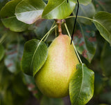 Pear Trees