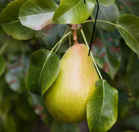 Pear Trees