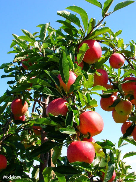 ripe red apples on a tree
