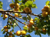Apricot Trees