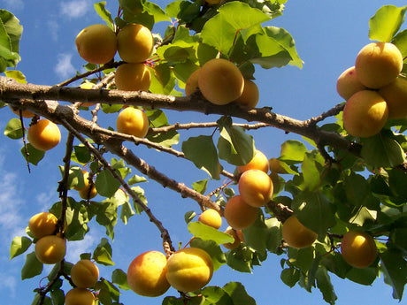 apricots on tree