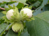 Nut Trees
