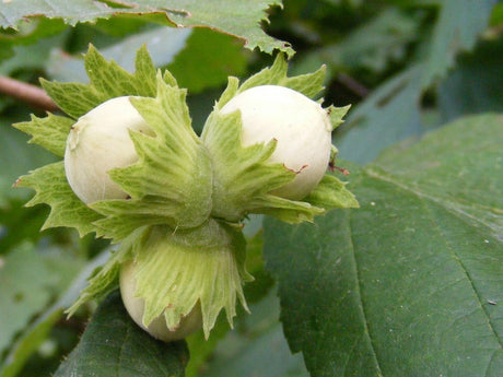 hazelnuts growing on tree