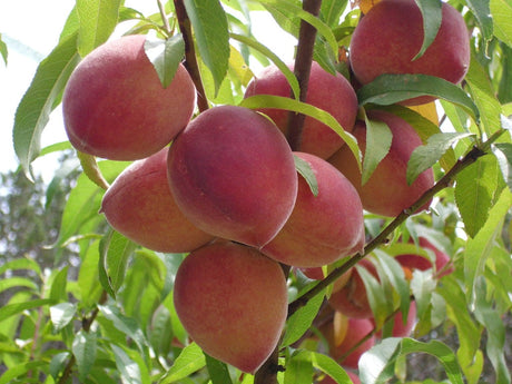 juicy peaches on peach tree bare root trees for sale