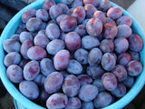 Plum Trees