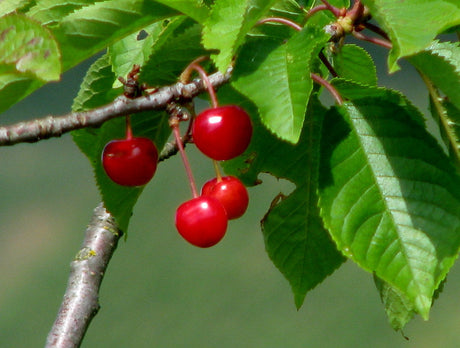 cherries on cherry tree bare root cherry trees for sale