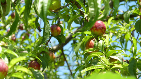 nectarines on fruit tree bare root nectarines for sale