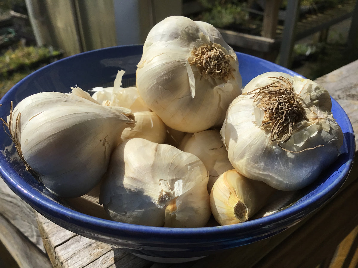 Transylvanian, Softneck, Seed Garlic