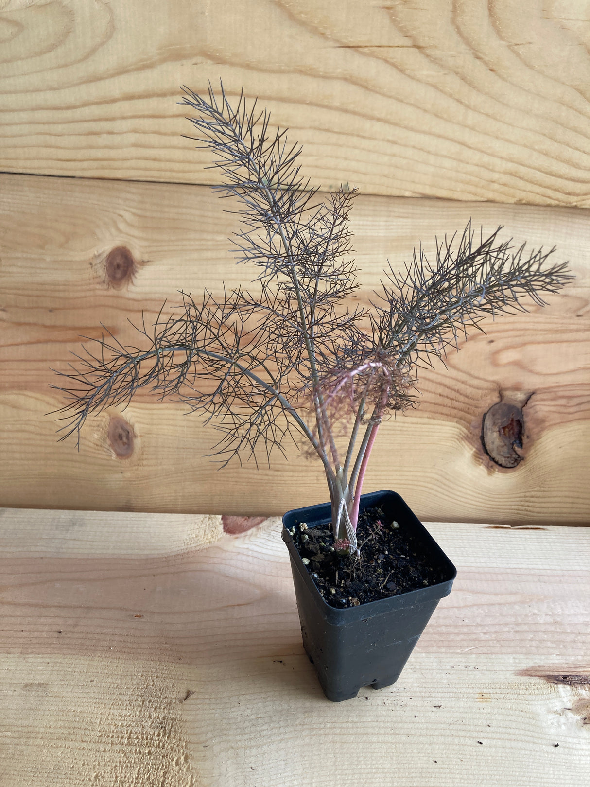 Fennel, Bronze