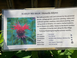 Bee Balm, Scarlet