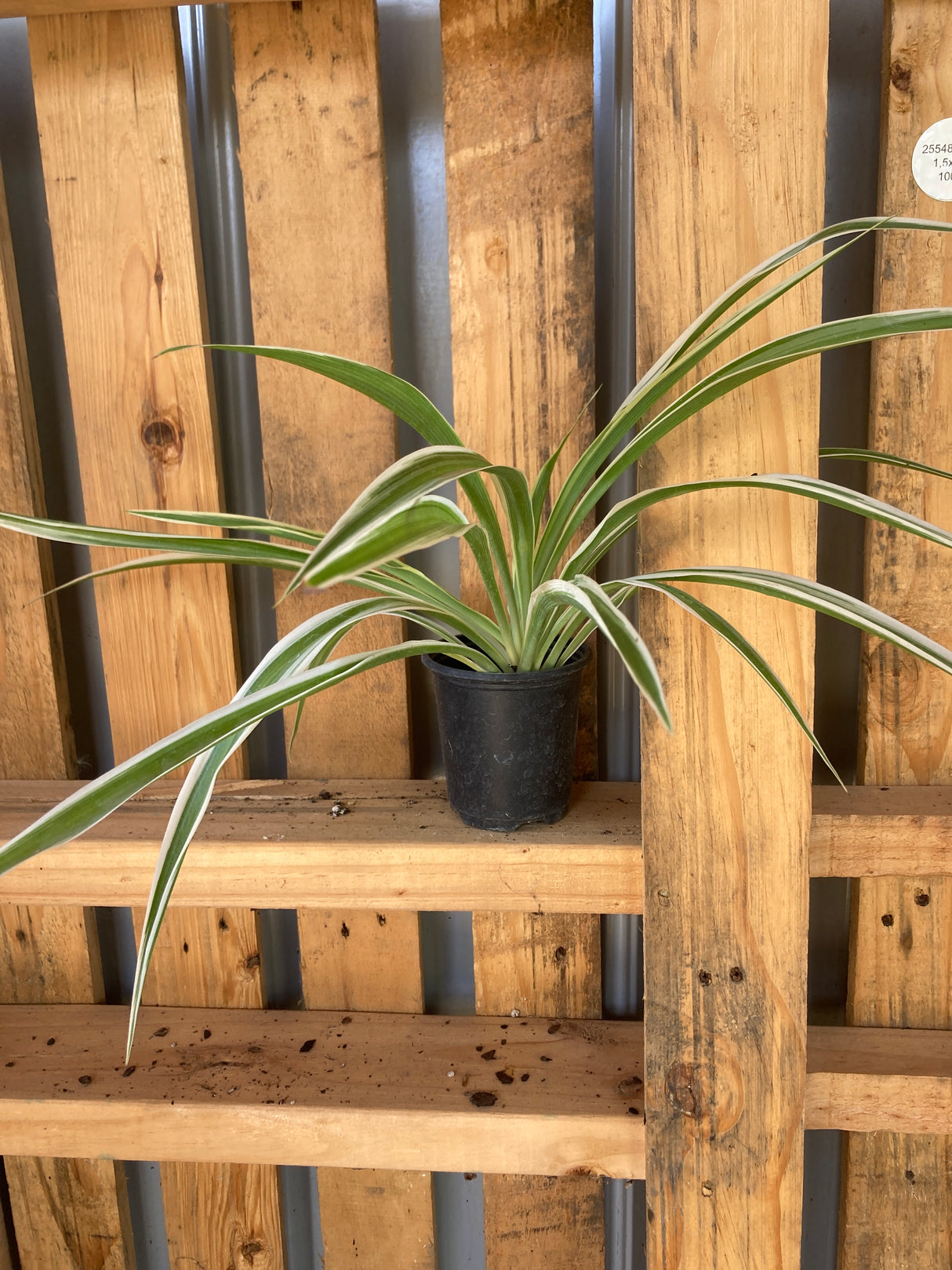 Spiderplant