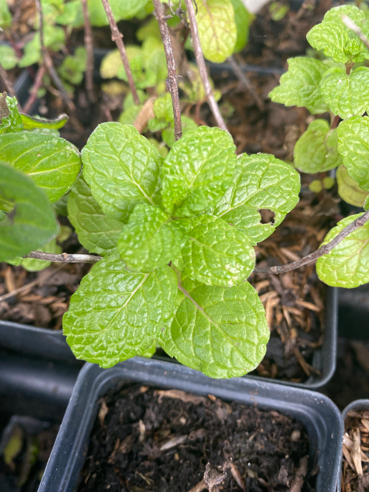 Mint, Spearmint