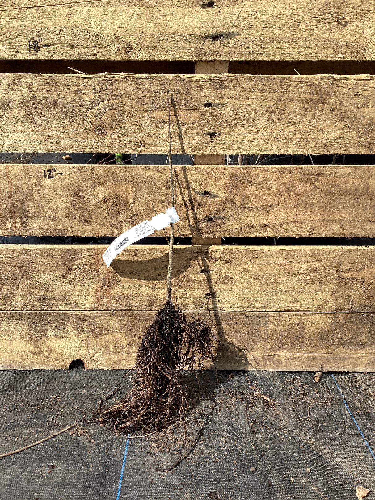 Spicebush, Bare Root