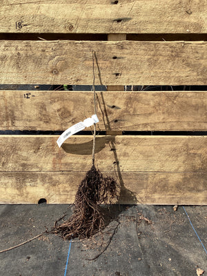 Spicebush, Bare Root