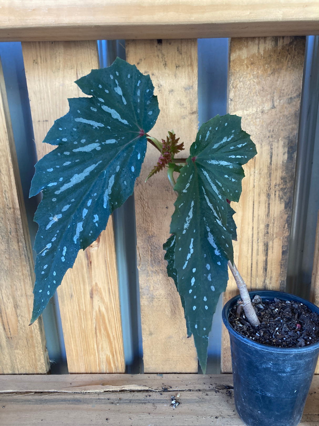 Lana Begonia