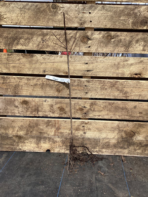 Carolina Buckthorn, Bare Root