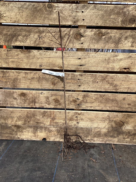 Carolina Buckthorn, Bare Root