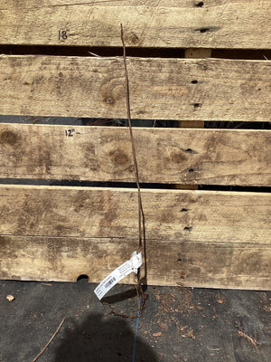 Sumac, Smooth, Bare Root