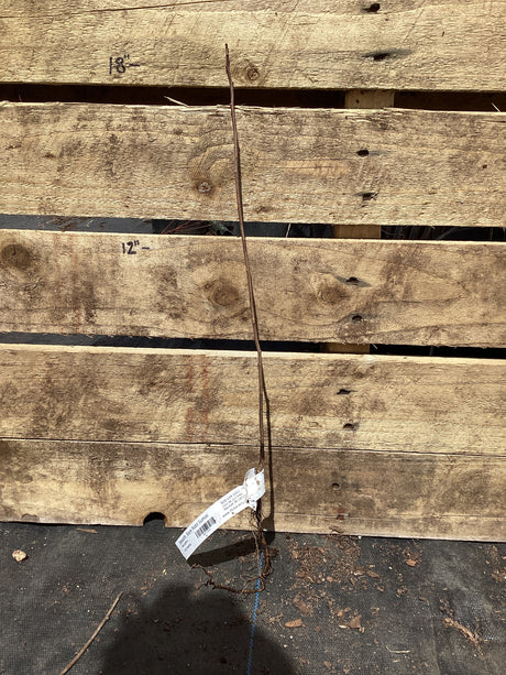 Sumac, Smooth, Bare Root