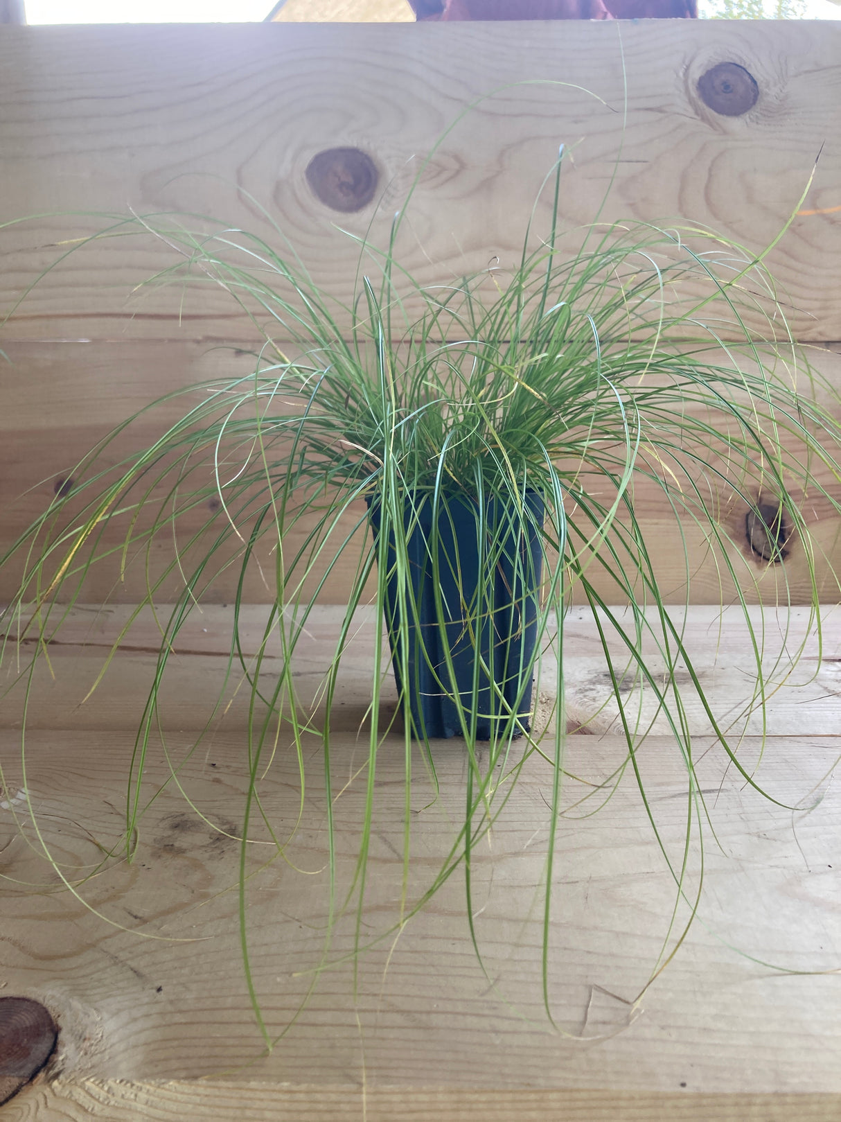 Sedge, Rosy