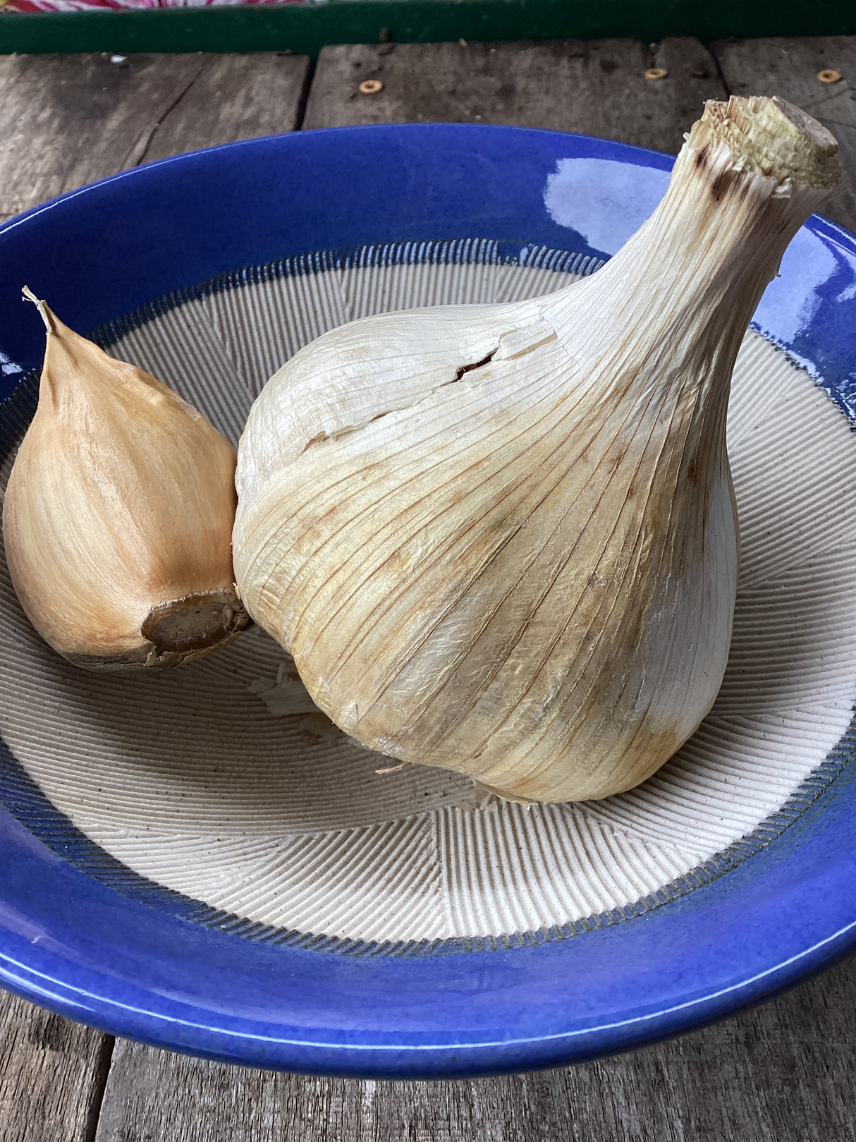 Elephant Garlic