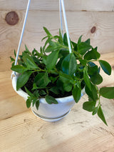 Trinervula Peperomia Organically Grown Houseplants For Sale