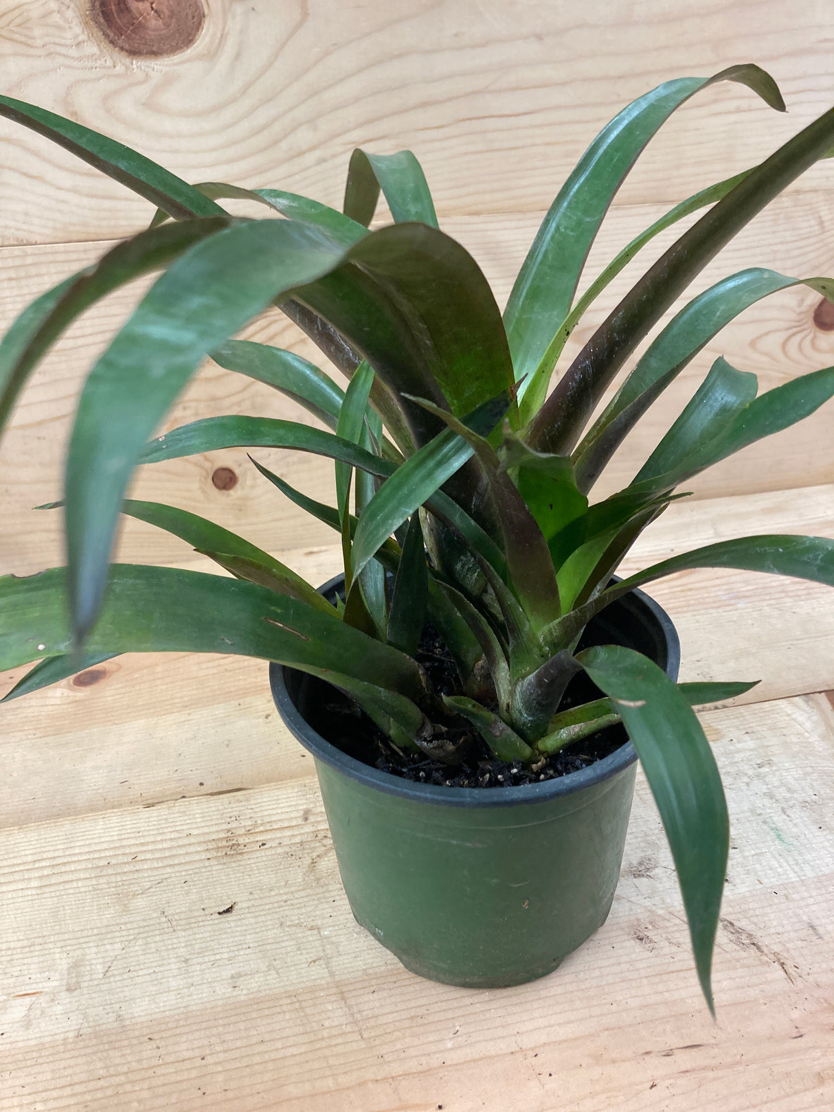 Bromeliad