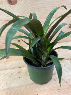 Bromeliad