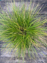 Carex appalachica Appalachian sedge potted plant for sale