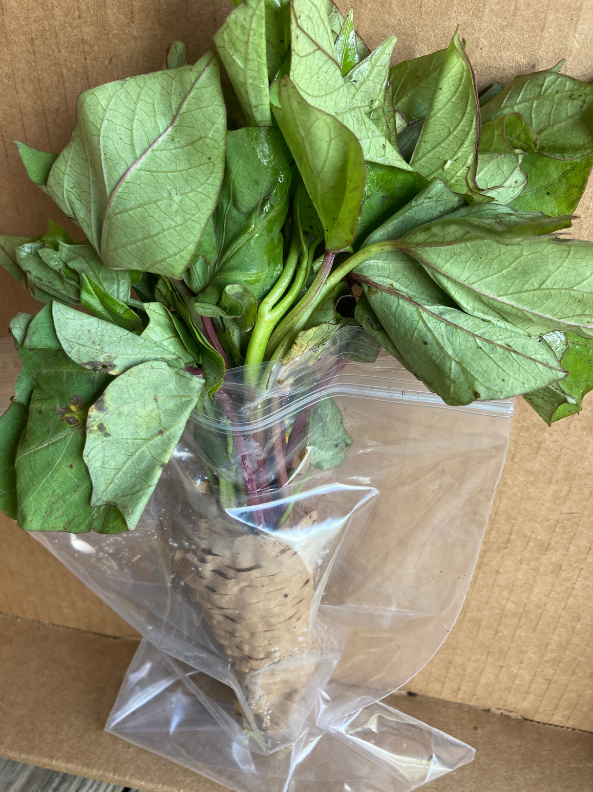 Sweet potato, Hernandez