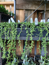 String of Bananas Organically Grown Succulent Plant For Sale