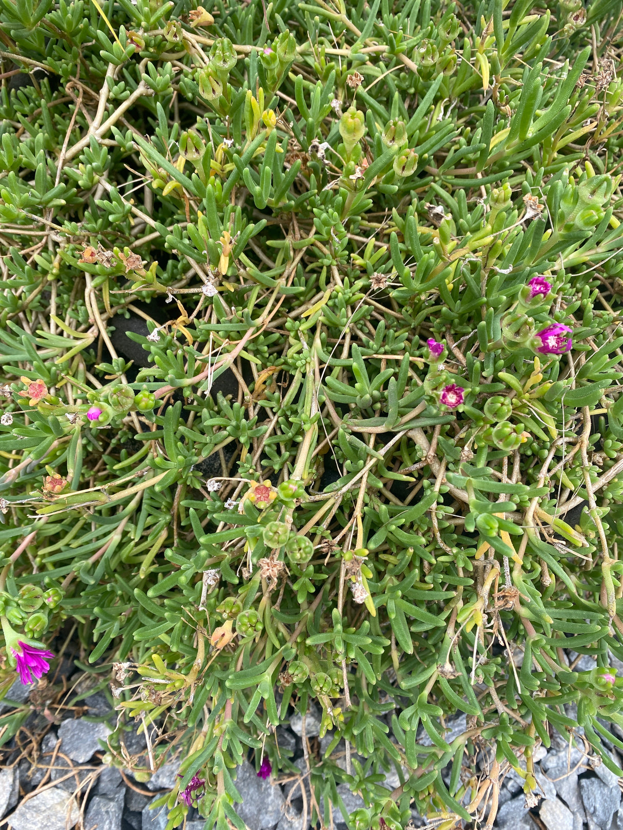 Ice Plant, Hardy Purple