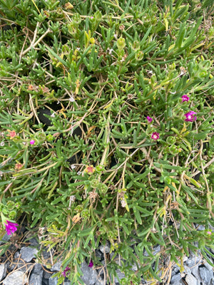 Ice Plant, Hardy Purple