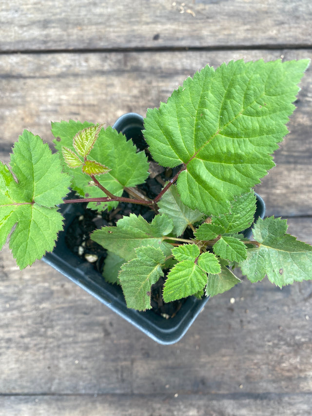 Blackberry 'Triple Crown Thornless' potted plant for sale