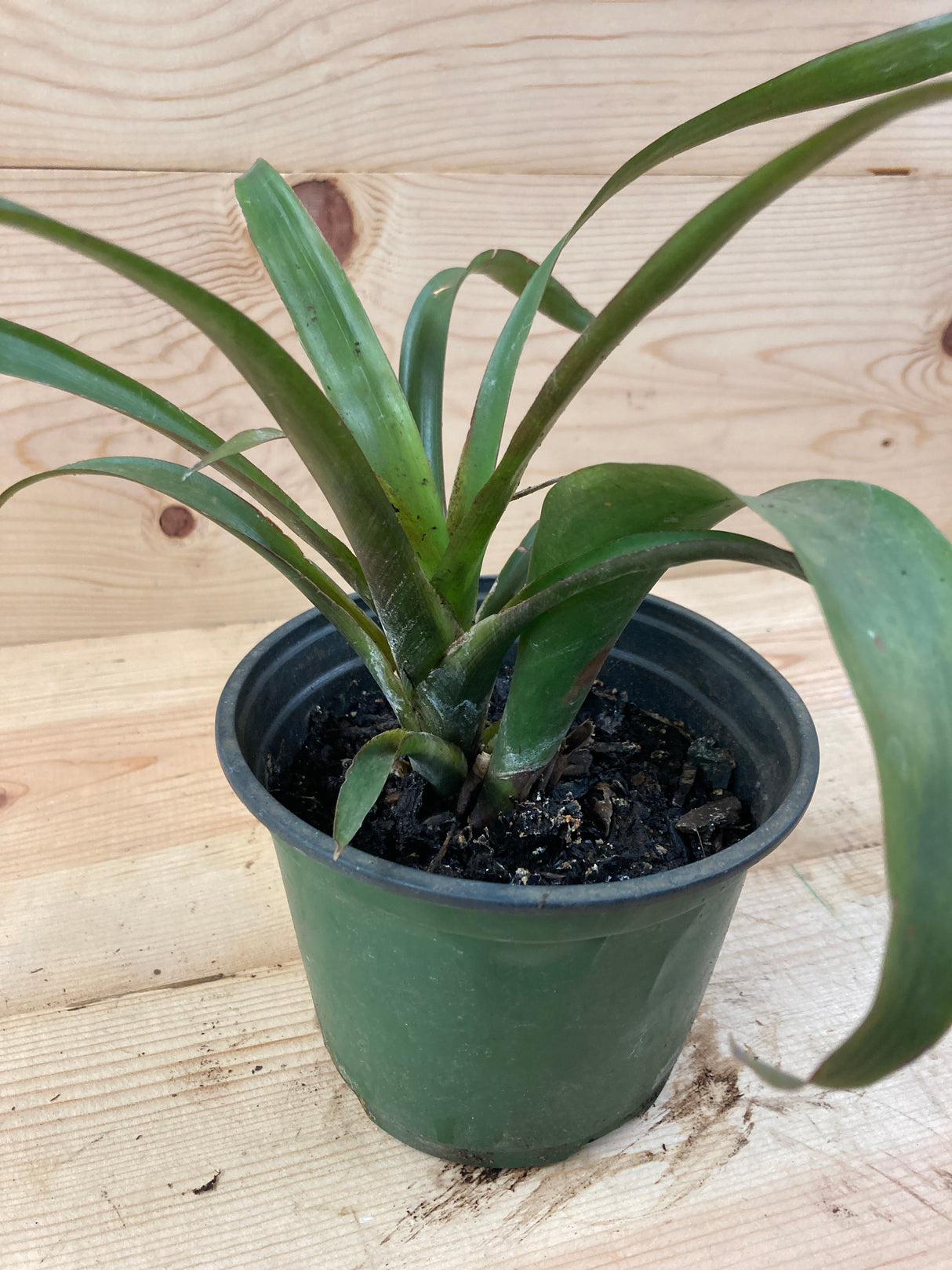 Bromeliad