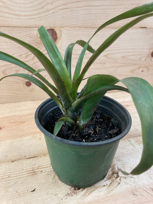 Bromeliad