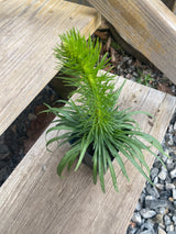 Liatris, Dense Blazing Star